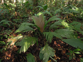 Geonoma brongniartii, Inkaterra, Madre de Dios, Peru