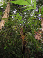 Geonoma deversa, Inkaterra, Madre de Dios, Peru