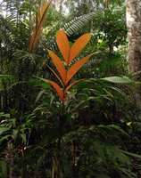 Geonoma deversa, young reddish anthocyanic leaf, Inkaterra, Madre de Dios, Peru