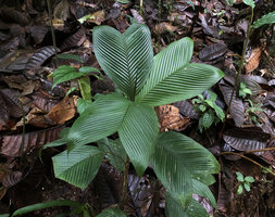 Geonoma lanata, strongly plicate shiny leaves, Mashpi FR, Pichincha, Ecuador