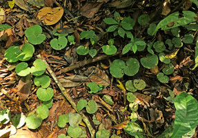 Geophila renaris creeping among litter leaves on forest floor, Kribi, Cameroun