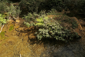 Gesneria humilis and Ginoria americana in their rheophytic habitat, El Nicho, Cienfuegos, Cuba