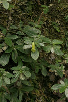 Gesneria humilis, El Nicho, Cienfuegos, Cuba