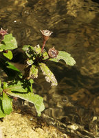 Gesneria humilis, erect fleshy rain splash seed dispersal capsules, Las Terrazas, Cuba
