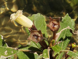 Gesneria humilis, flower and erect fleshy capsules, Las Terrazas, Cuba