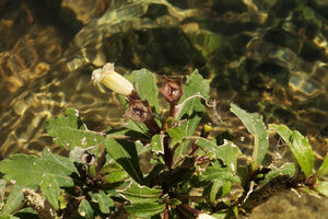 Gesneria humilis on rocks in its rheophytic habitat, flower and erect fleshy rainsplash seed dispersal capsules, Las Terrazas, Cuba