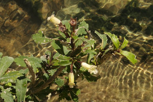 Gesneria humilis on rocks in its  rheophytic habitat, Las Terrazas, Cuba