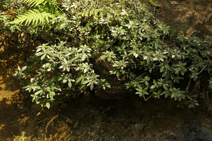 Gesneria humilis on travertine in its rheophytic habitat, El Nicho, Cienfuegos, Cuba