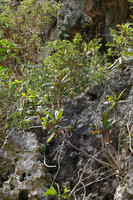 Gesneria salicifolia emerging from a limestone cliff, Baracoa, Cuba