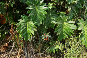 Gesneria salicifolia growing between the leaves of Philodendron pedatum on a limestone cliff, Baracoa, Cuba