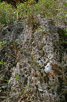 Gesneria salicifolia, individuals emerging from the holes of a limestone cliff, Baracoa, Cuba