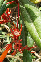 Gesneria salicifolia,upwards opening fleshy rain splash seed dispersal capsule, Baracoa, Cuba