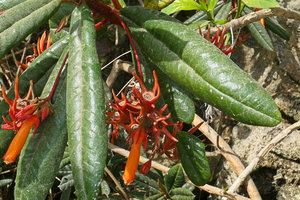 Gesneria salicifolia, upwards opening fleshy rain splash seed dispersal capsules, Baracoa, Cuba