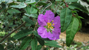 Ginoria americana, flower,El Nicho, Cienfuegos, Cuba