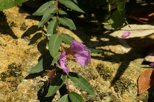 Ginoria americana, flowering stem, Las Terrazas, Cuba