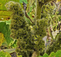 Girardinia bullosa, achenes protected by accrescent perigone covered by dense stinging hairs, Bale NP, Ethiopia