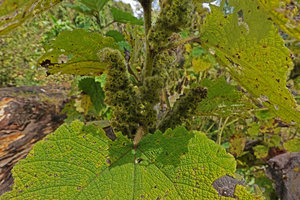 Girardinia bullosa, axillary infructescences, the achenes protected by accrescent perigone covered by dense stinging hairs, Bale NP, Ethiopia