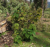 Girardinia bullosa in overgrazed anthropogenic grassland, Bale NP, 2300 m asl, Ethiopia