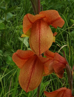 Gladiolus dalenii, flowers close up, Katavi NP, Tanzania