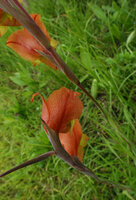 Gladiolus dalenii, flowers from two inflirescences, Katavi NP, Tanzania