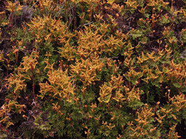 Gleichenia alpina, Cradle Mountain, Tasmania