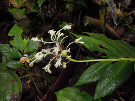 Globba pumila, flowers close up, Padawan, Sarawak, Borneo