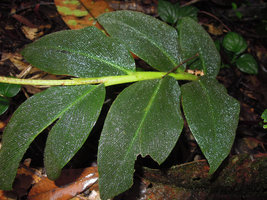 Globba pumila, hairy and pleated leaves, Padawan, Sarawak, Borneo