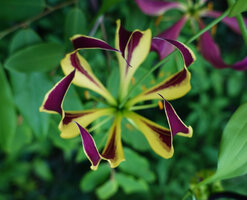 Gloriosa superba, recurved tepals, Lupita island, Kipili, Lake Tanganyika, Tanzania