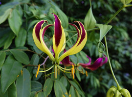 Gloriosa superba, this colour form is known under the synonymised name G. carsonii, Lupita island, Kipili, Lake Tanganyika, Tanzania