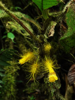 Glossoloma sprucei, calyx and corolla, Mashpi FR, Pichincha, Ecuador