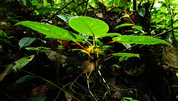 Glossoloma sprucei, red petioled leaves and yellow fimbriate calyx, Mashpi FR, Pichincha, Ecuador