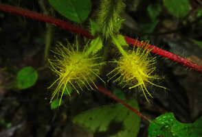 Glossoloma sprucei, yellow fimbriate calyx, Mashpi FR, Pichincha, Ecuador