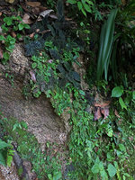 Gloxinia erinoides, mixed population of brown and green striped individuals on vertical earth bank, Sierra Nevada de Santa Marta, Magdalena, Colombia
