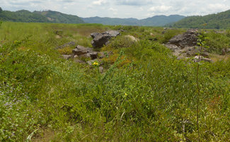 Gmelina asiatica in its rheophytic habitat, Mekong river, Pak Chom, Loei, Thailand