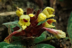 Gomphostemma strobilinum, bracts and flowers at anthesis, Khun Chae NP, Thailand