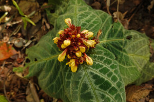 Gomphostemma strobilinum, maculate leaves and terminal inflorescence with brown chocolate bracts and calyx, and bright yellow corollas, Khun Chae NP, Thailand