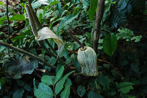 Gonatopus boivinii, inflorescences, Ngezi FR, Pemba, Tanzania