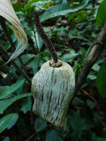 Gonatopus boivinii, inflorescence spathe and spadix, Ngezi FR, Pemba, Tanzania