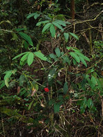 Goniothalamus roseus, a 4 m tall little branched treelet with bright red mericarps of one infructescence, Mt Kinabalu, 1600 m asl, Sabah, Borneo