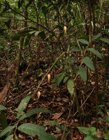 Goniothalamus roseus, a cauliflorous shrub in forest understory, Mt Kinabalu, Sabah, Borneo