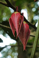 Goniothalamus roseus, bright pink outer three petals in the hanging flower, Mt Kinabalu, 1600 m asl, Sabah, Borneo
