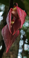 Goniothalamus roseus, three large hanging bright pink outer petals and three small yellowish inner petals, Mt Kinabalu, 1600 m asl, Sabah, Borneo