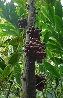 Goniothalamus sp., cauliflory, tiny flower and huge mericarps, Imbu Rano, Kolombangara, Solomon Islands