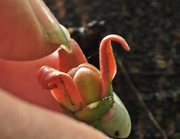 Goniothalamus sp., flower, sepals and the two rows of petals, Imbu Rano, 220 m asl, Kolombangara, Solomon Islands