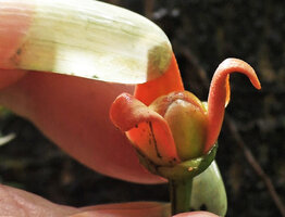 Goniothalamus sp., flower with Patrick Blanc&#039;s nail for the scale, Imbu Rano, 220 m asl, Kolombangara, Solomon Islands