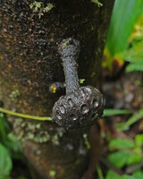 Goniothalamus sp., old mericarps peduncle, Imbu Rano, Kolombangara, Solomon Islands