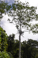 Grammatophyllum pantherinum and Platycerium wandae as epiphytes 20m above the soil, Ndabou, 500 m asl, Arfak Mts, West Papua