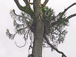Grammatophyllum pantherinum, leafy stems and hanging fruits, Ndabou, 500 m asl, Arfak Mts, West Papua
