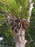 Grammatophyllum speciosum, old and new stems, upward growing roots, Pondok Tanjung FR, Perak, Malaysia