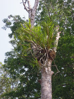 Grammatophyllum speciosum, Pondok Tanjung FR, Perak, Malaysia